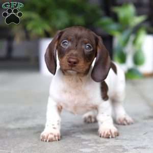 Jackson, Dachshund Puppy